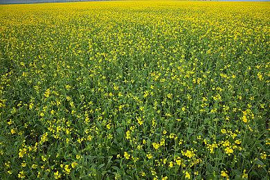 制作人表示《莱莎》三部曲在商业上无需出豪华版 只是想加更多内容